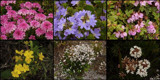 (58) Flowers of the heath.jpg